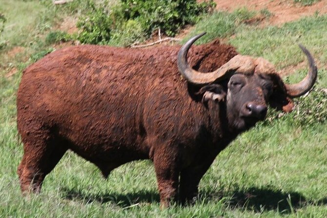 Addo Elephant National Park Full Day Group Game Drive - Common Questions