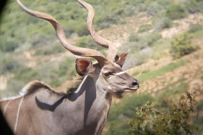 Addo Elephant National Park Full Day Safari - Wildlife and Safari Experience