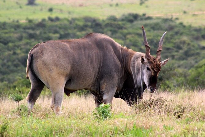 Addo Elephant National Park Private Full-Day Safari - Wildlife Encounter
