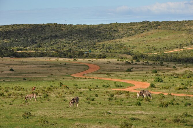 Addo Elephant Park Safari & Shore Excursion From Port Elizabeth - Traveler Photos