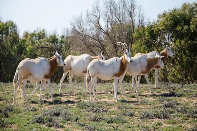 Agadir National Park & 44 Jeep Desert Safari Tour With Lunch - Terms and Conditions