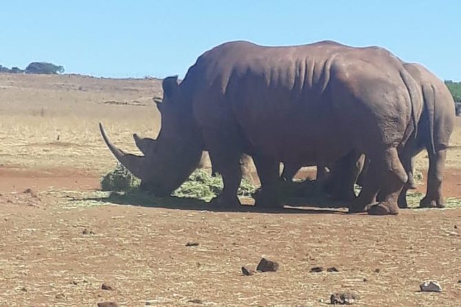 All-Day Pilanesberg National Park Safari in South Africa  - North West - Pricing and Booking Information