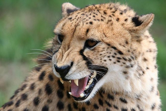Ann Van Dyk Cheetah Centre Half-Day Tour From Johannesburg - Pricing and Booking Information