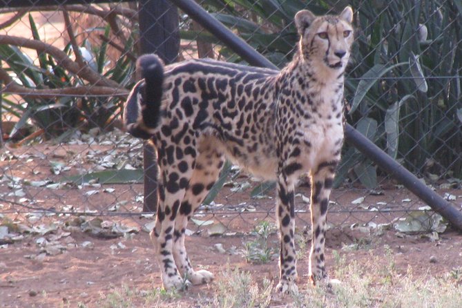 Ann Van Dyk Cheetah Centre Tour From Johannesburg or Pretoria - Enjoy the Scenic Ride