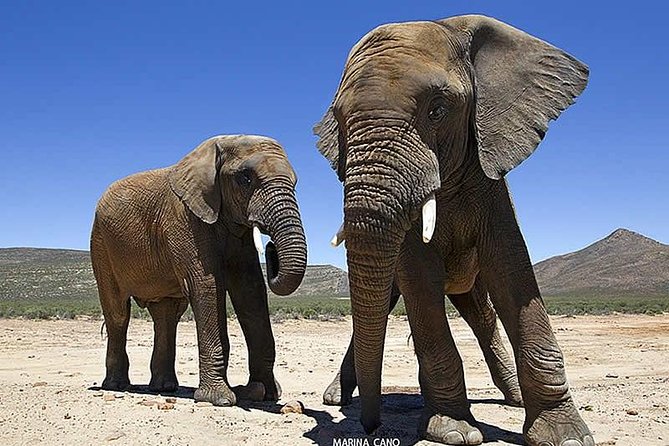 Aquila Day Safari - With Transport - Common Questions