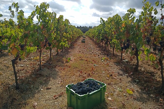 Best Flavors of Bairrada Winery Route, Half Day From Coimbra - Hassle-Free Cancellation Policy