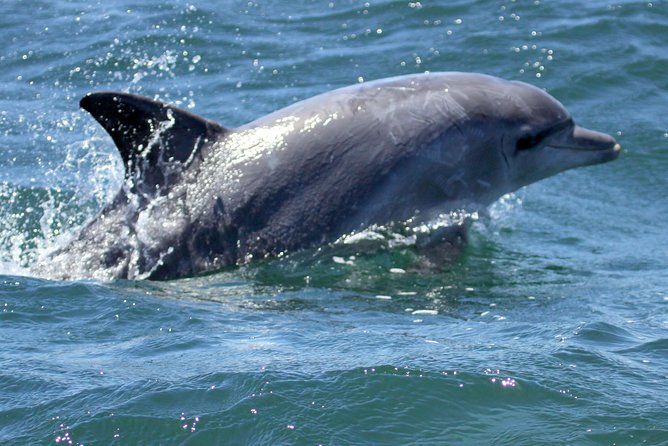 Big 5 Sea Safari in Walker Bay From Gansbaai - Select Date and Travelers