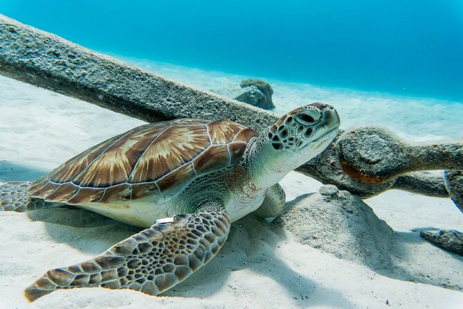 Boat Trip, Swim With Turtles, Blue Room Cave & Beach Day - Common Questions