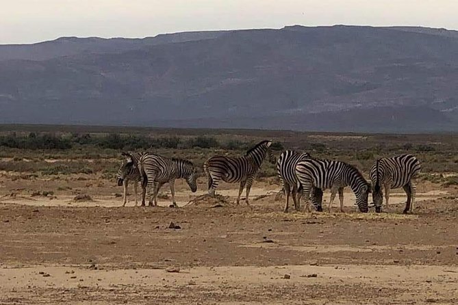 Cape Town Safari Transfers - Whats the cancellation policy for Cape Town Safari Transfers?