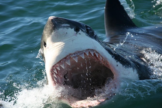 Cape Town: Shark Cage Diving & Penguins Tour to Gansbaai With Private Transfers - Light Lunch and Morning Tea Provided