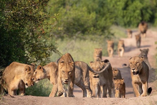 Captivating 2 Day Kruger Safari From Johannesburg - Safari Experience Highlights