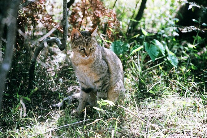 Cats in Conservation - How You Can Support Cat Conservation