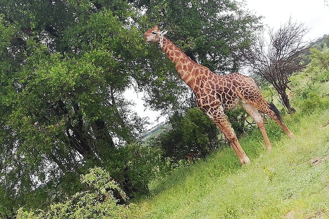 Cradle of Human Kind & Lion & Rhino Park Tour Full Day Tour Private - Common Questions