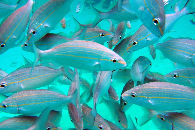 Cruise Ship Shore Tour - Stingray City, Reef Snorkel and Starfish - The Sum Up
