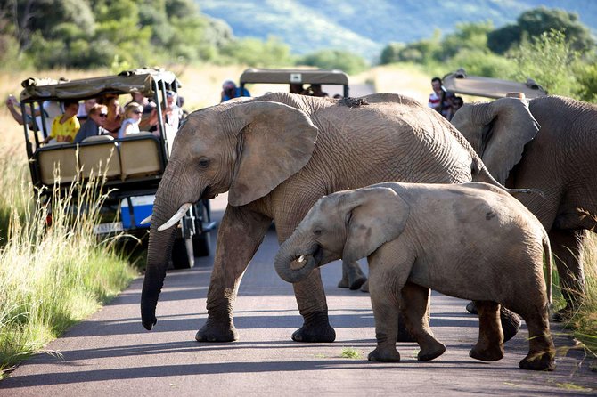 Daily Pilanesberg National Park Private Shuttle Services - Common Questions