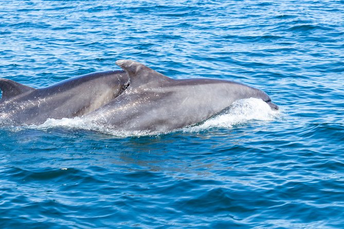 Dolphins and Caves Albufeira Marina Private Tour. - The Sum Up