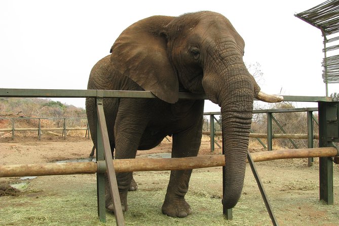 Elephant Sanctuary Tour From Johannesburg or Pretoria - Common Questions