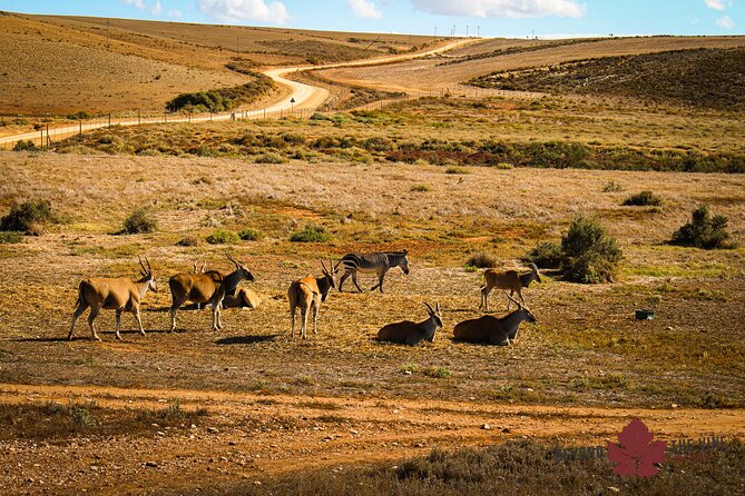 EXCLUSIVE West Coast Safari and Khoi San Village COMBO - Traveler Photos