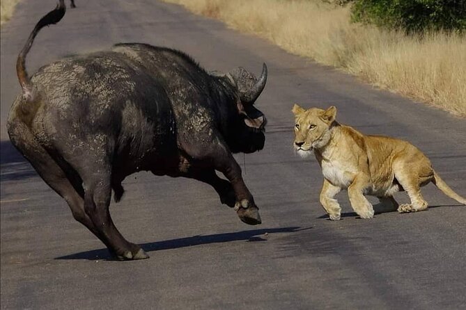 Exhilarating 2 Day Kruger Safari From Nelspruit - How to Book