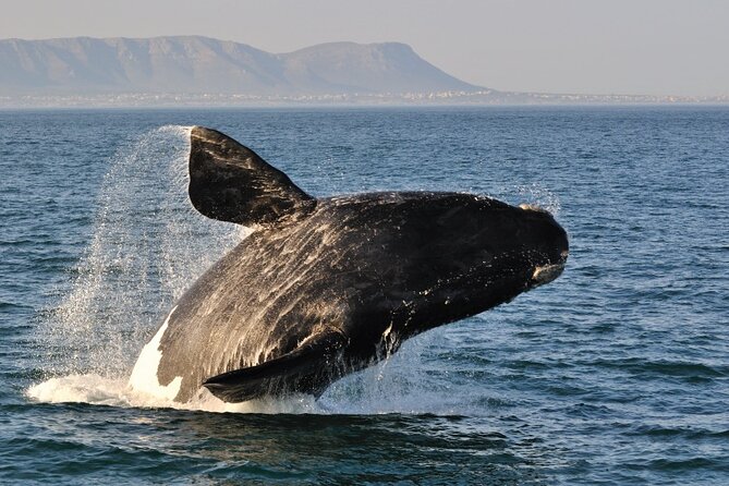 From Cape Town: Full Day Guided Hermanus Explorer Tour - Optional Activities