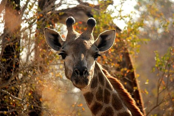 Full Day Addo and Schotia Private Game Reserve Safari - Common Questions