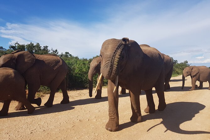 Full Day Addo Elephant National Park Safari - Directions