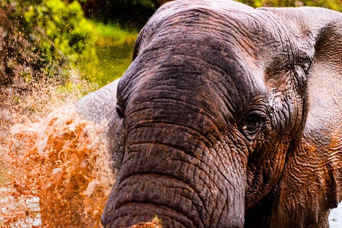 Full Day Big 5 Addo Elephant Park and Schotia Combo Package - Reviews and Ratings