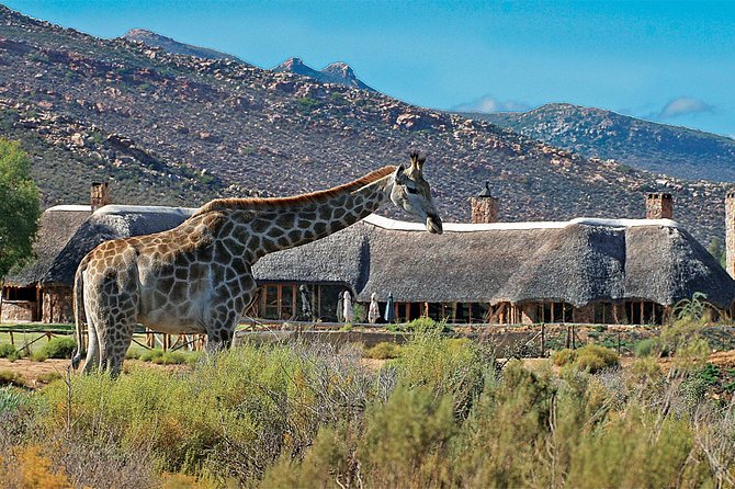 Full Day Big 5 Aquila Safari Private Transfers Including Park Fee From Cape Town - Directions and Travel Information