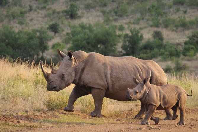 Full Day Hluhluwe Imfolozi Game Reserve From Durban - The Sum Up
