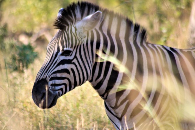 Full-Day Kruger National Park Safari - Safari Itinerary