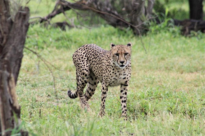 Full Day Kruger National Park - Common Questions