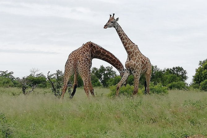 Full-Day Pilanesberg National Park Safari From Johannesburg and Pretoria - Additional Activities and Amenities