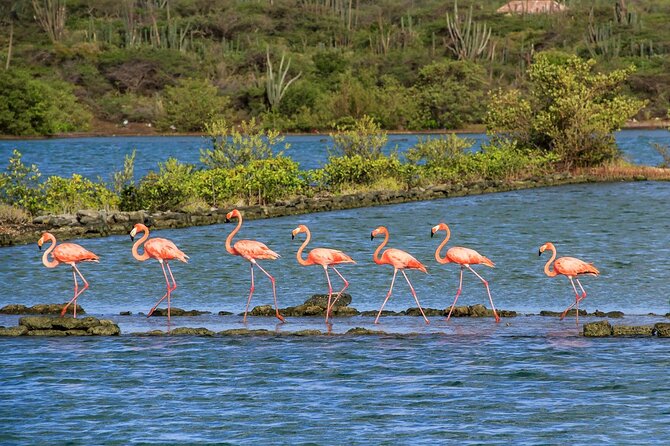 Full-Day Private Tour of East and West Curacao Island - Swinging Old Lady Bridge Experience