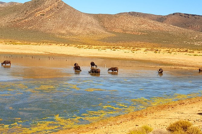Full-Day Safari Aquila Game Reserve From Cape Town - Common Questions