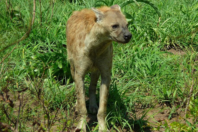 Full Day Safari in the Kruger National Park From Hazyview - Common Questions