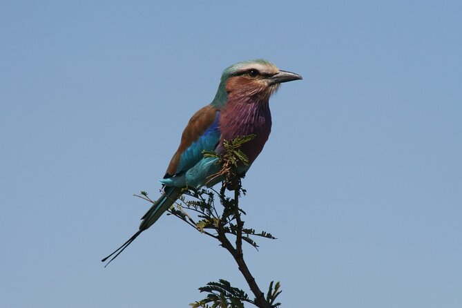 Full-Day Safari in the Kruger National Park - Authenticity of Reviews