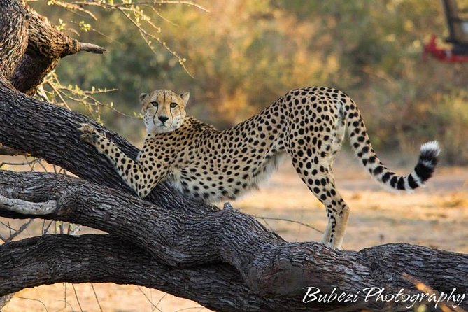 Full Day Safari - Kruger National Park - Cancellation Policy for the Safari