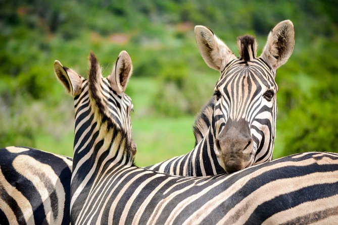 Full Day Safari Tour In Addo Elephant National Park - Contact and Pricing Details