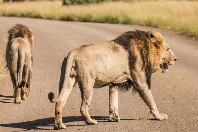Full Day Safari Tour of Pilanesberg National Park, Open Jeep Experience - Viator as the Tour Provider
