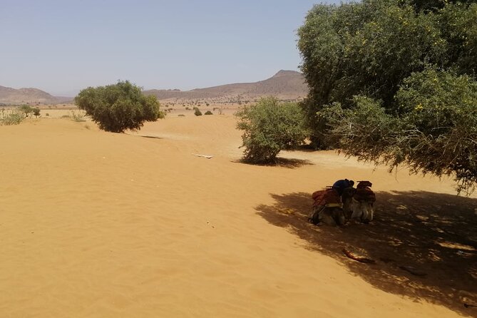 Full Day Small Desert Tour With Lunch From Agadir - The Sum Up