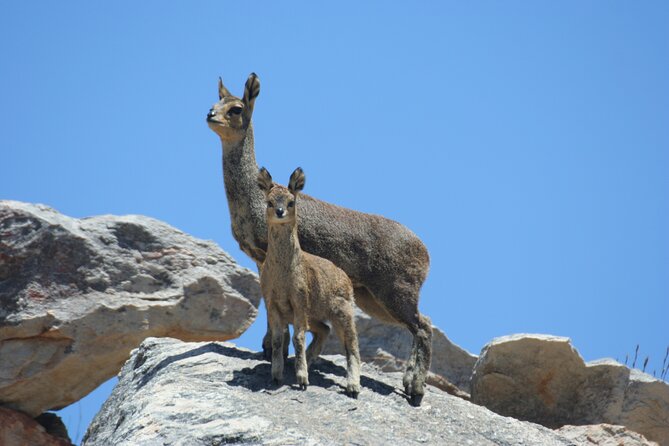 Full-Day Swartberg Mountain PRIVATE Tour (Including Lunch and Transfers) - Common Questions