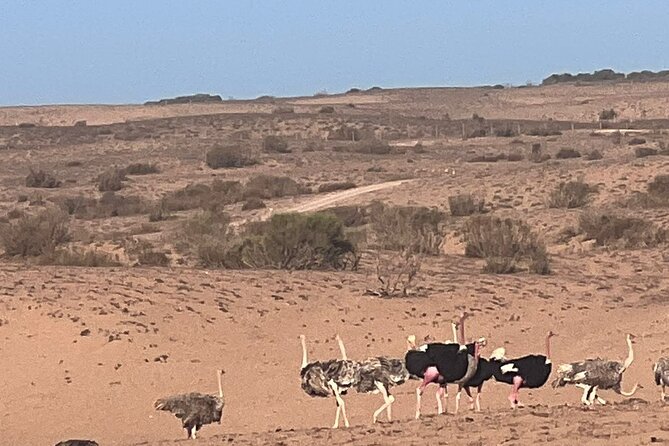 Full Day to Small Desert From Agadir - Insider Tips
