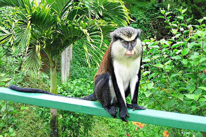Grand Anse Small-Group Grenada Nature Tour - Tour Overview and Highlights