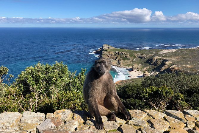 Guided Day Tour to Cape Point, Penguins and Wine Tasting - Common Questions