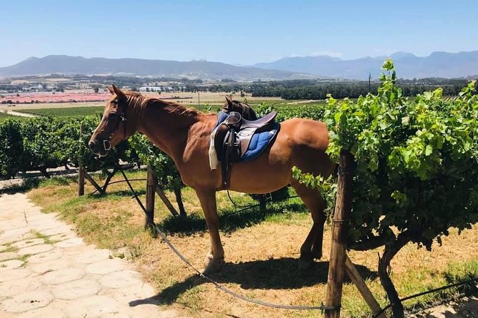 Half Day Horseback Wine Tour - Directions