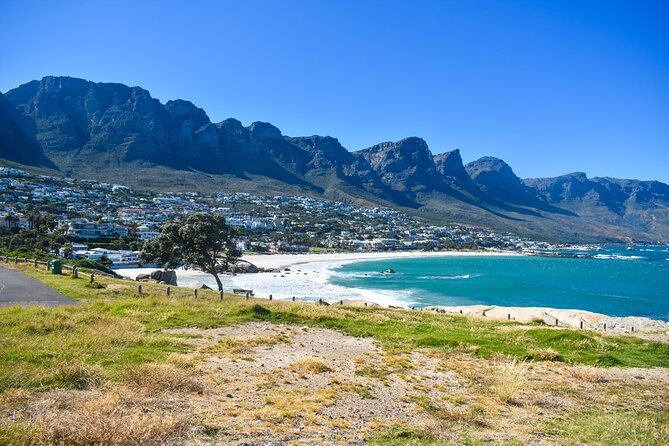 Half-Day Penguins and Coastal Sights From Cape Town - Positive Reviews and Ratings