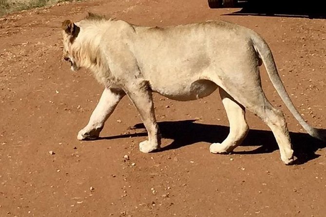 Half Day Safari From Johannesburg - Directions