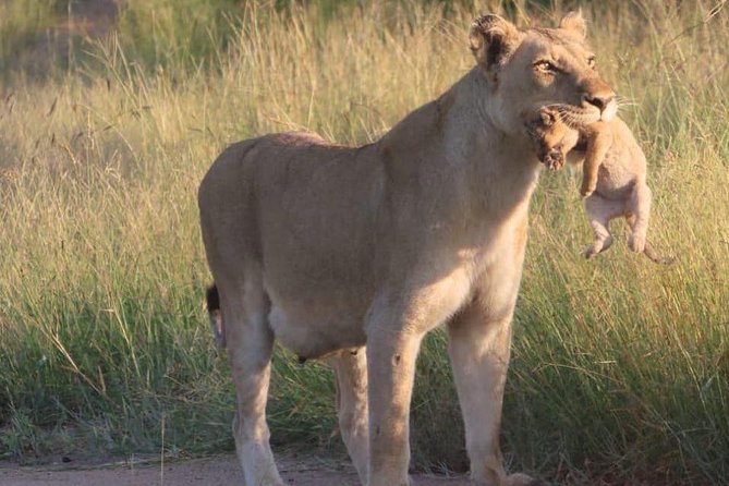 Half Day Safaris By Robbie Williams Safaris - Pricing and Flexible Options