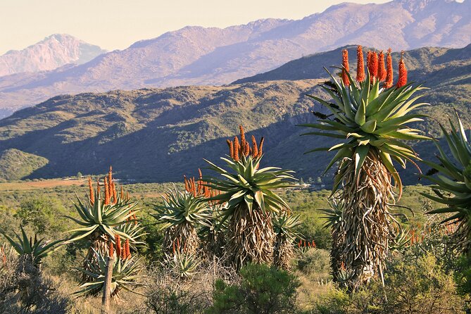 Half-Day Swartberg Pass PRIVATE Tour (Including Lunch & Transfer - Oudtshoorn) - Common Questions