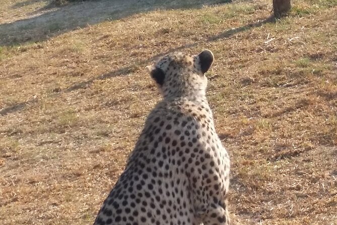 Half-Day Tour to Rhino And Lion Reserve in Krugersdorp - Key Information About the Tour